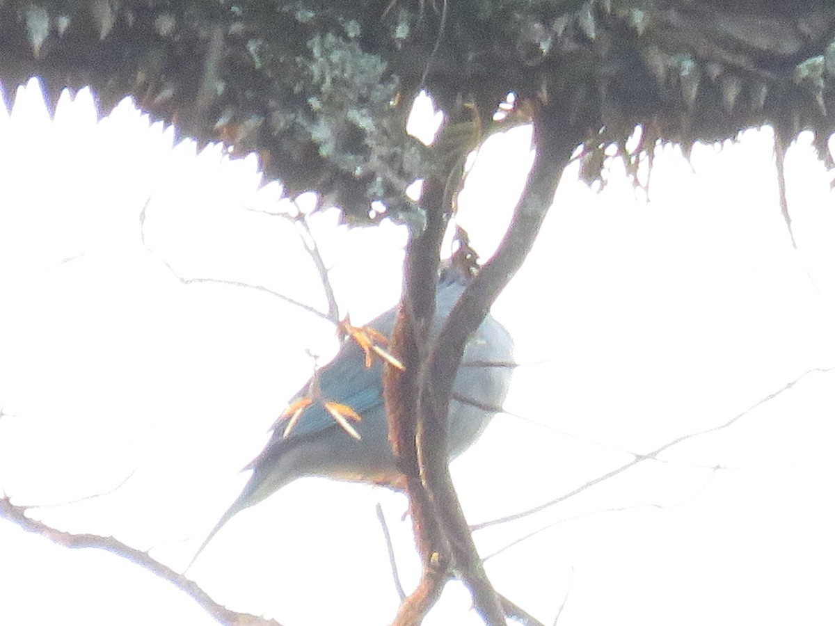 Sayaca Tanager - ML645675759