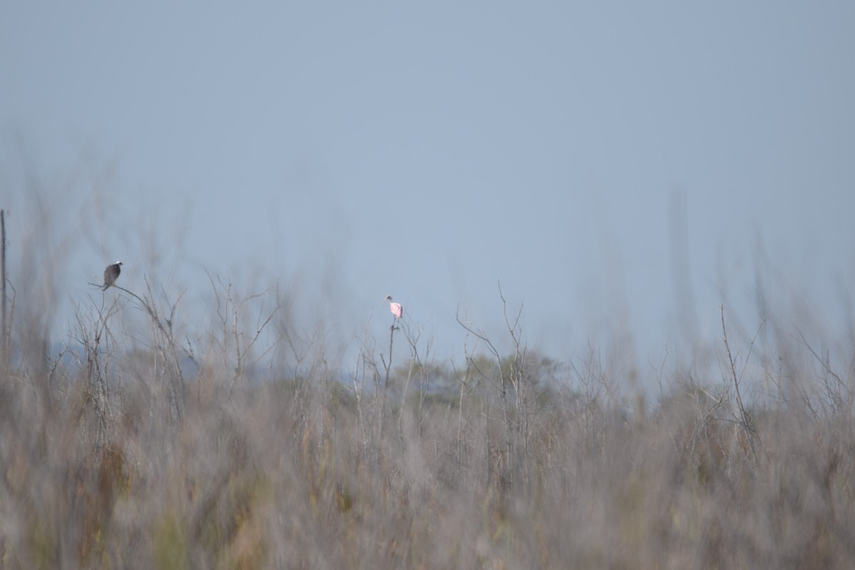 Roseate Spoonbill - ML645675778