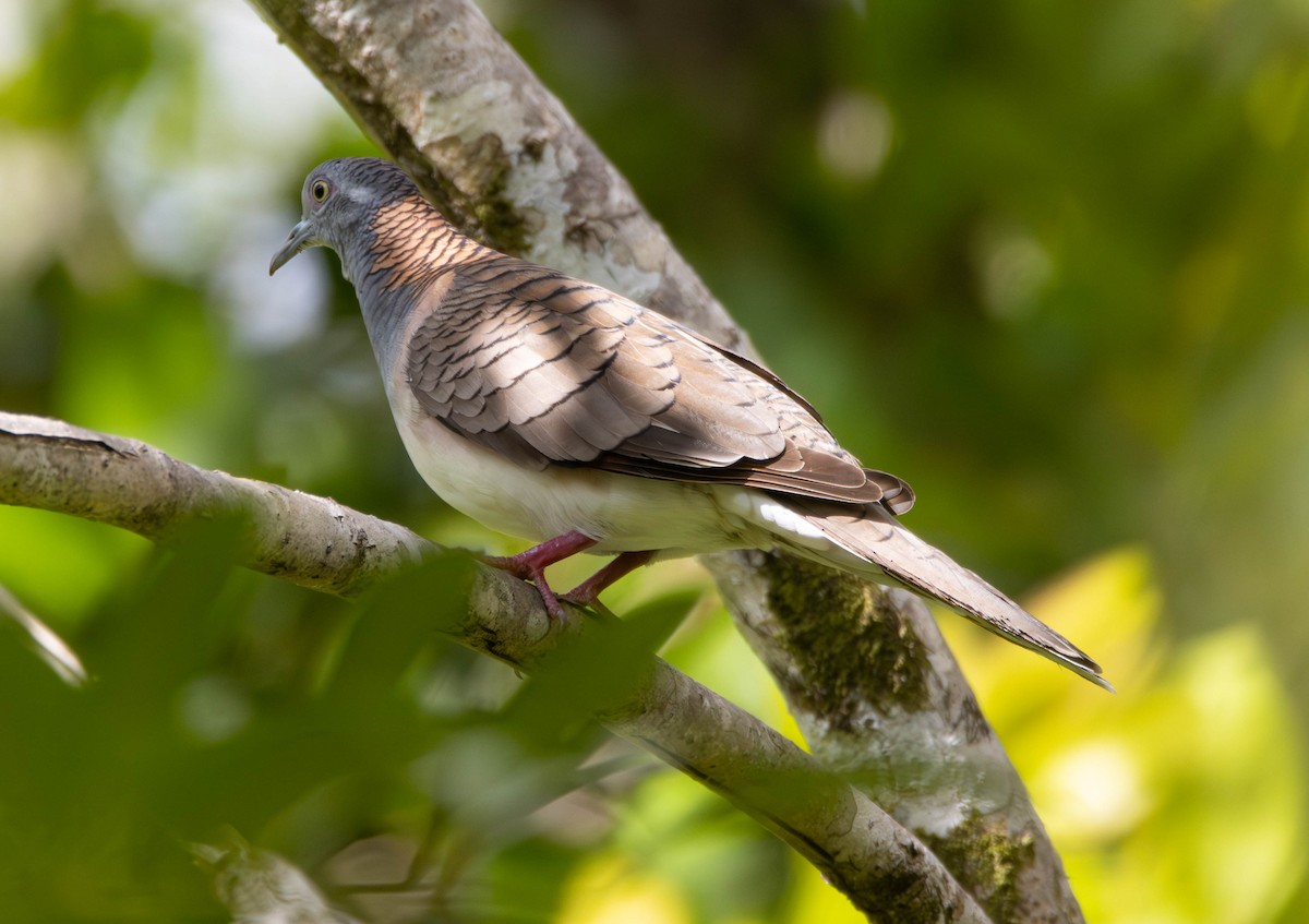 Bar-shouldered Dove - ML645675781