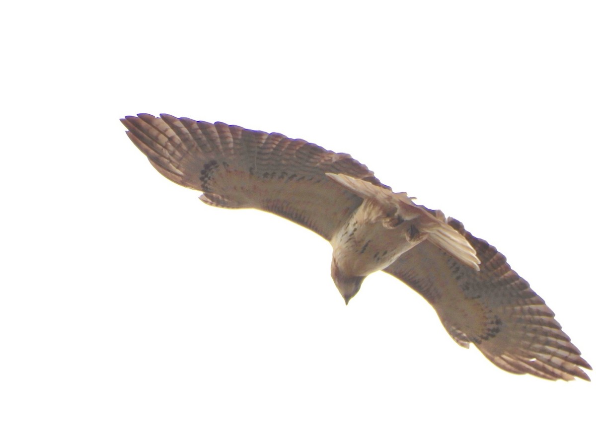 Red-tailed Hawk - ML645675782