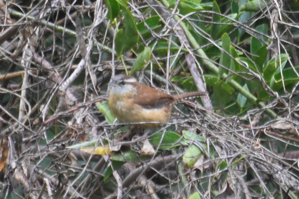 Carolina Wren - ML645675784