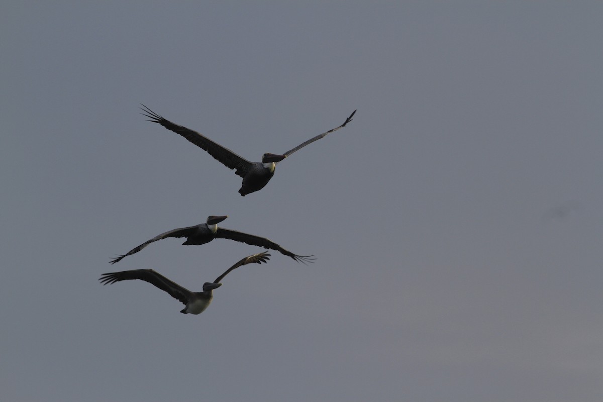 Brown Pelican - ML645675786