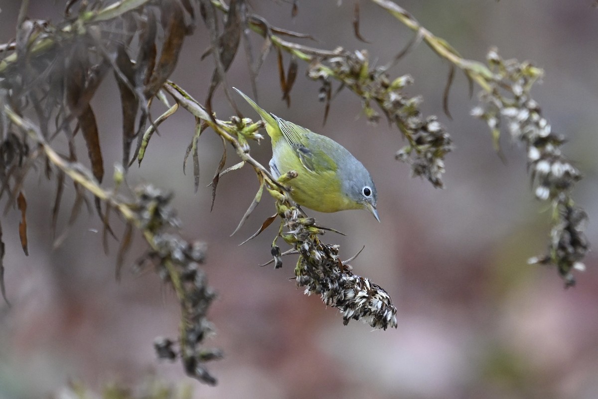 lesňáček rezavokorunkatý - ML645675787