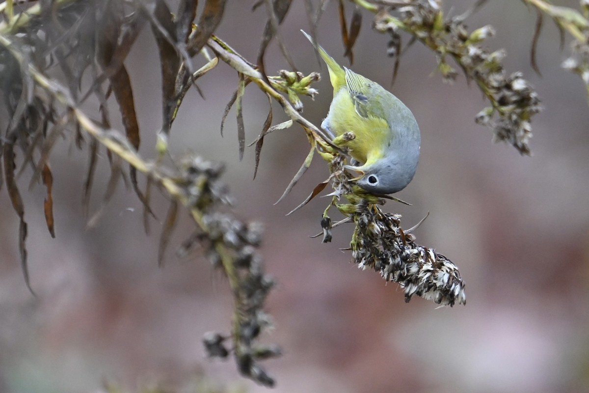 lesňáček rezavokorunkatý - ML645675788