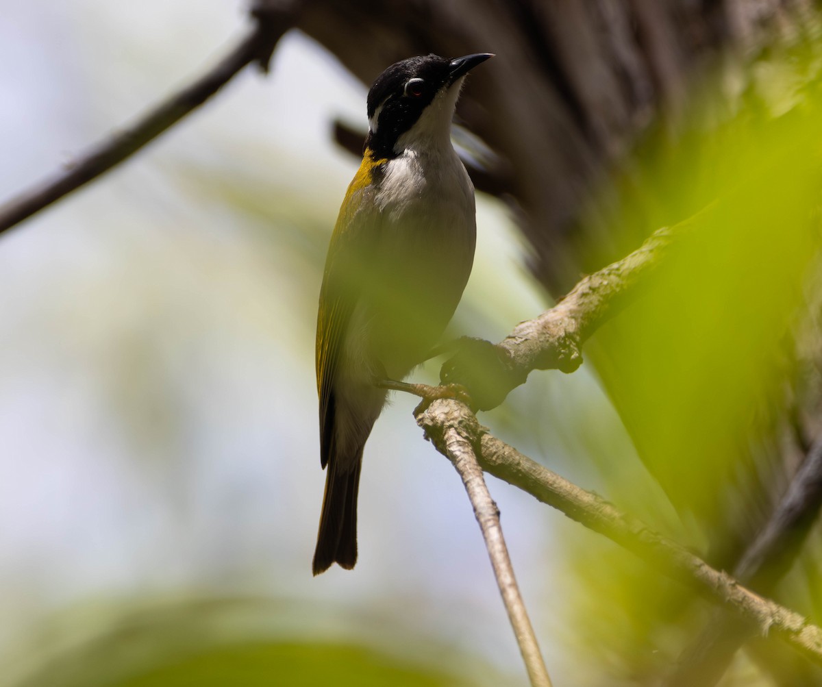 White-throated Honeyeater - ML645675790