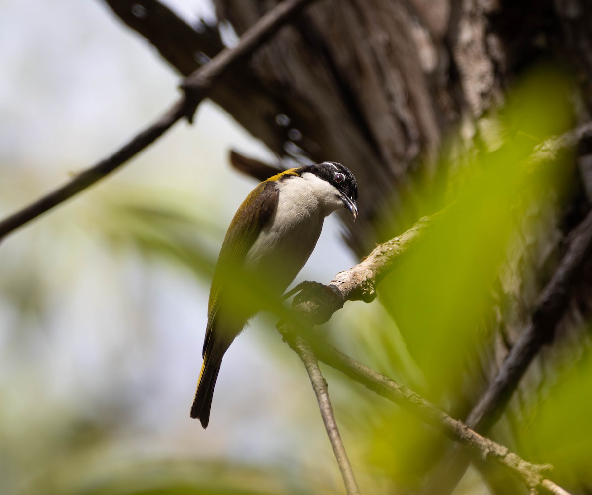 White-throated Honeyeater - ML645675791
