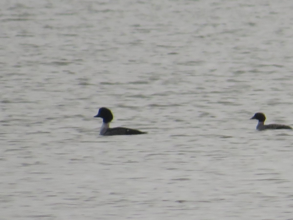 Barrow's Goldeneye - ML645675792