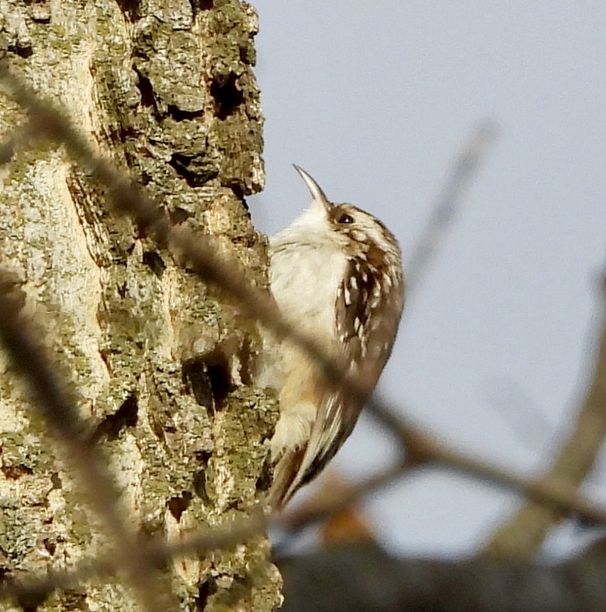 Brown Creeper - ML645675793