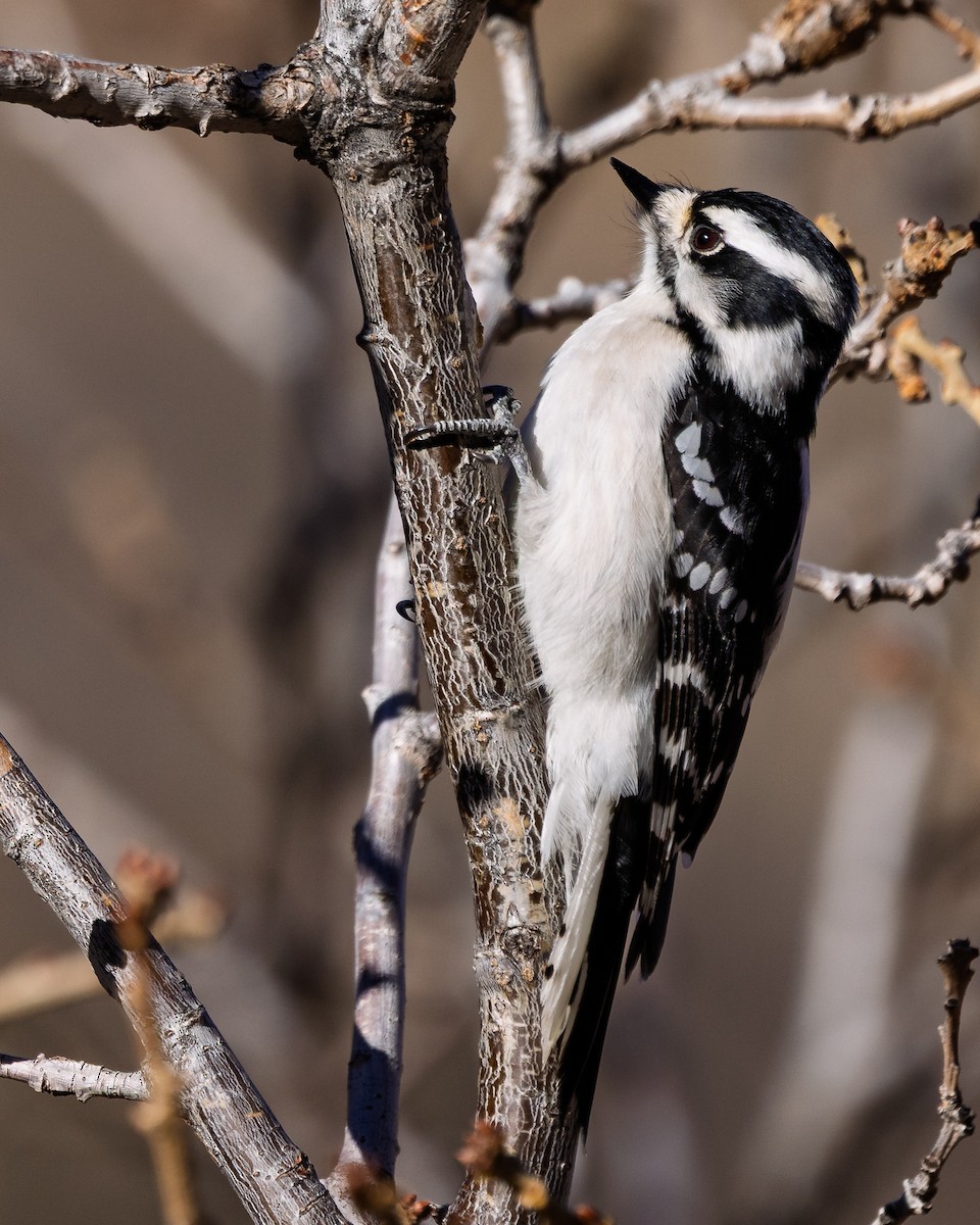 Downy Woodpecker - ML645675794
