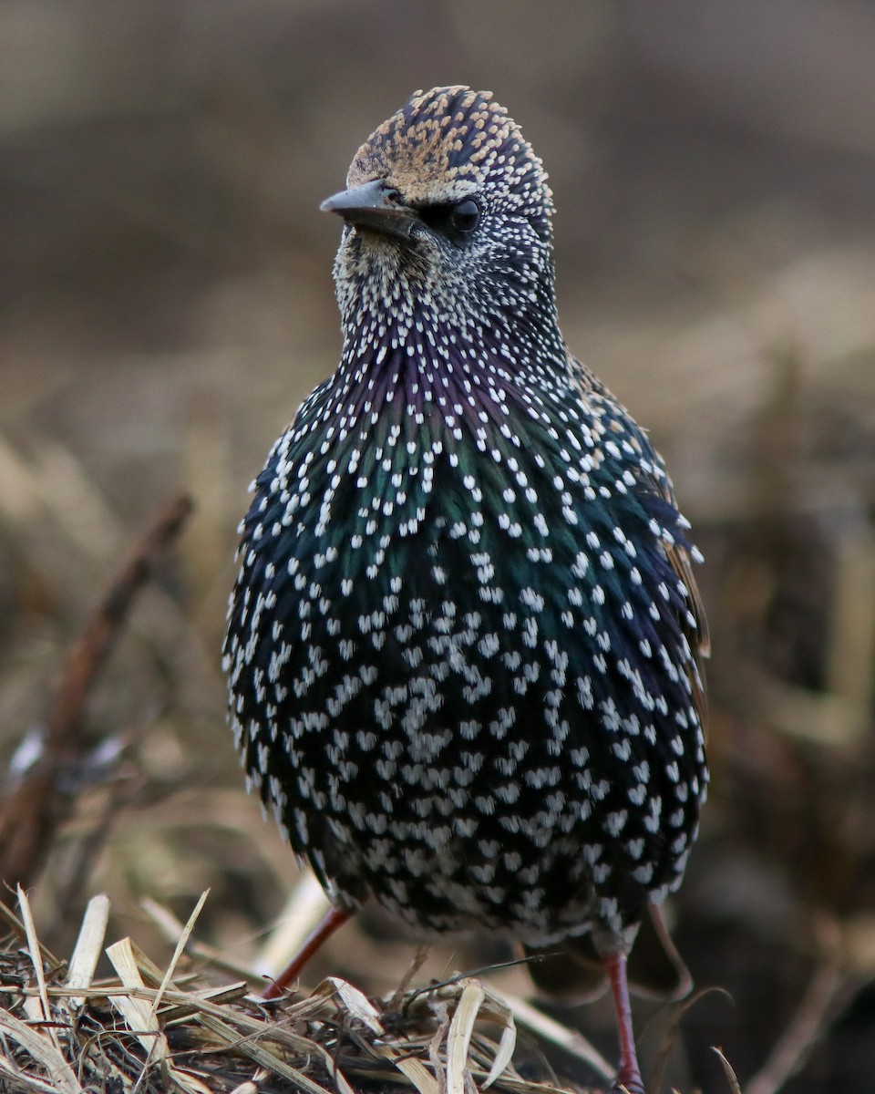 European Starling - ML645675796