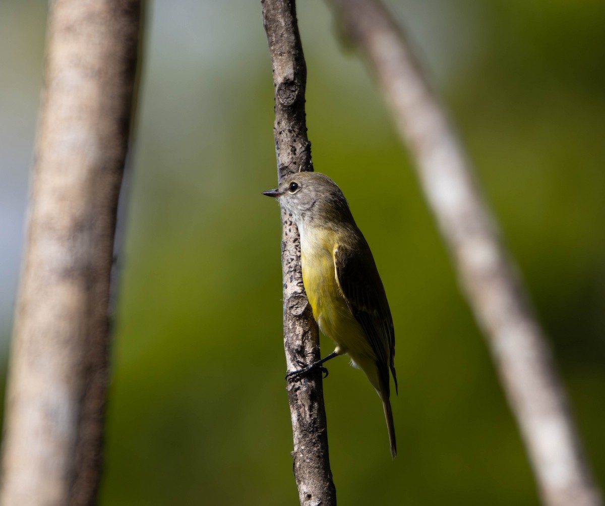Lemon-bellied Flyrobin - ML645675798