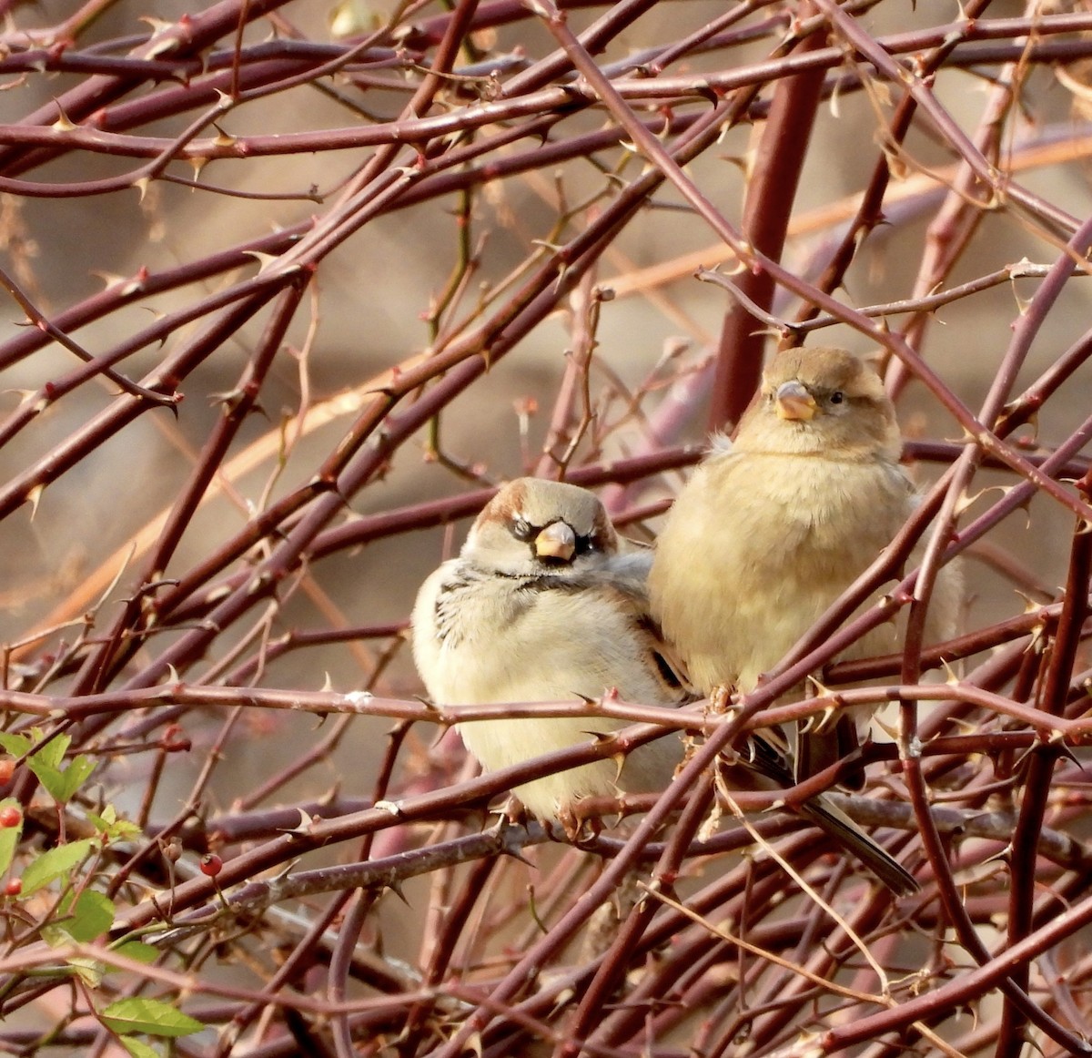 House Sparrow - ML645675804