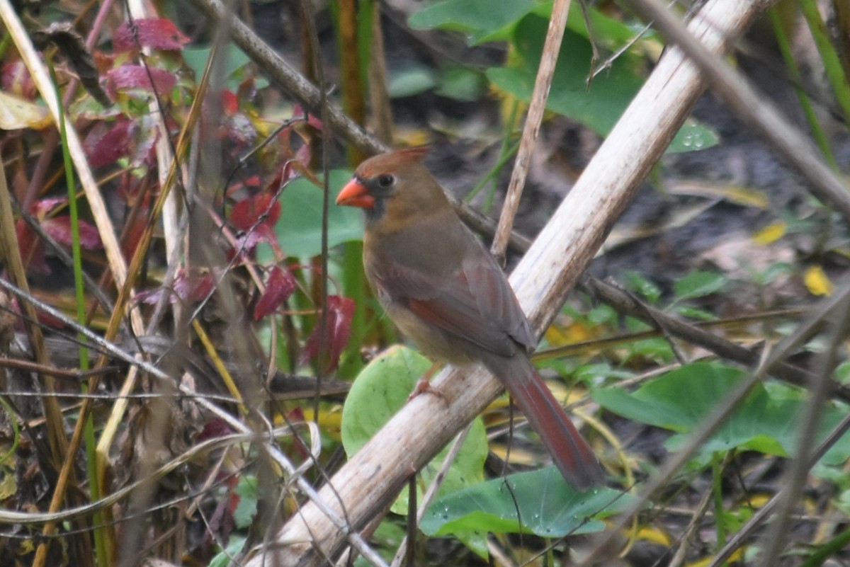 Northern Cardinal - ML645675805