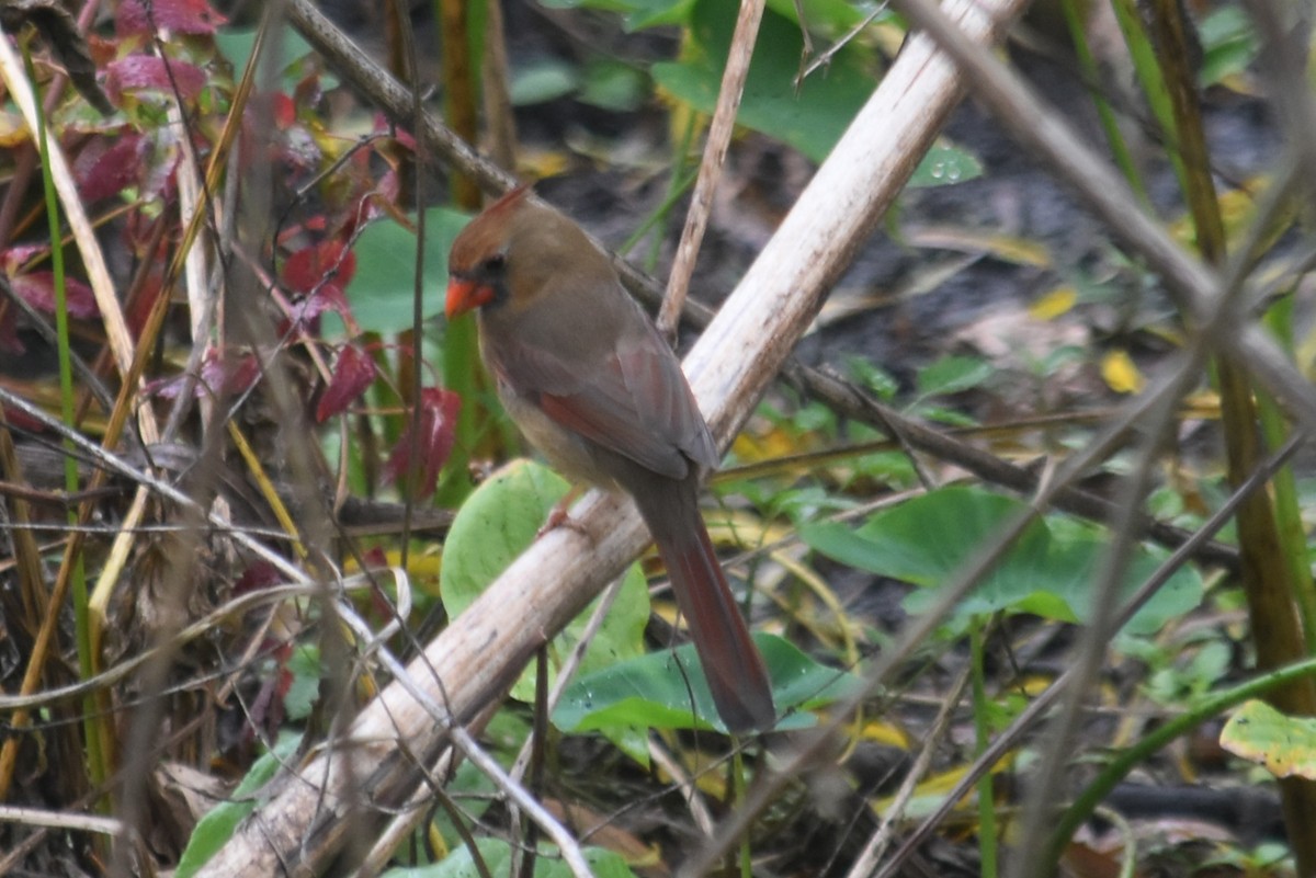 Northern Cardinal - ML645675806