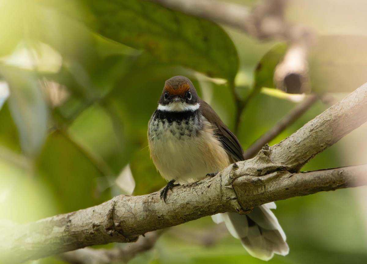 Arafura Fantail - ML645675809