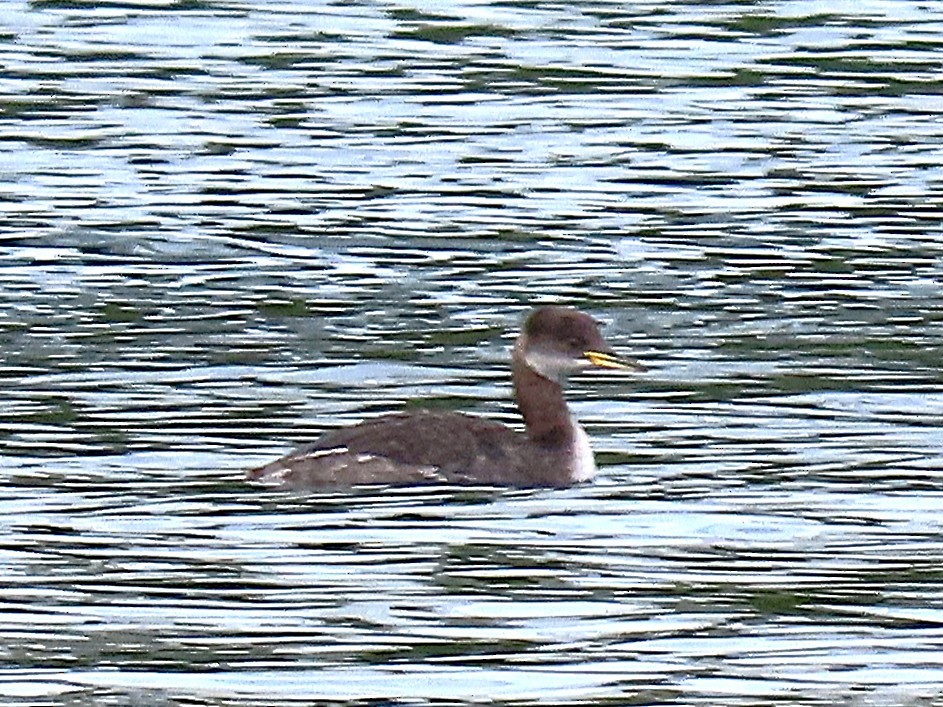 Red-necked Grebe - ML645675810