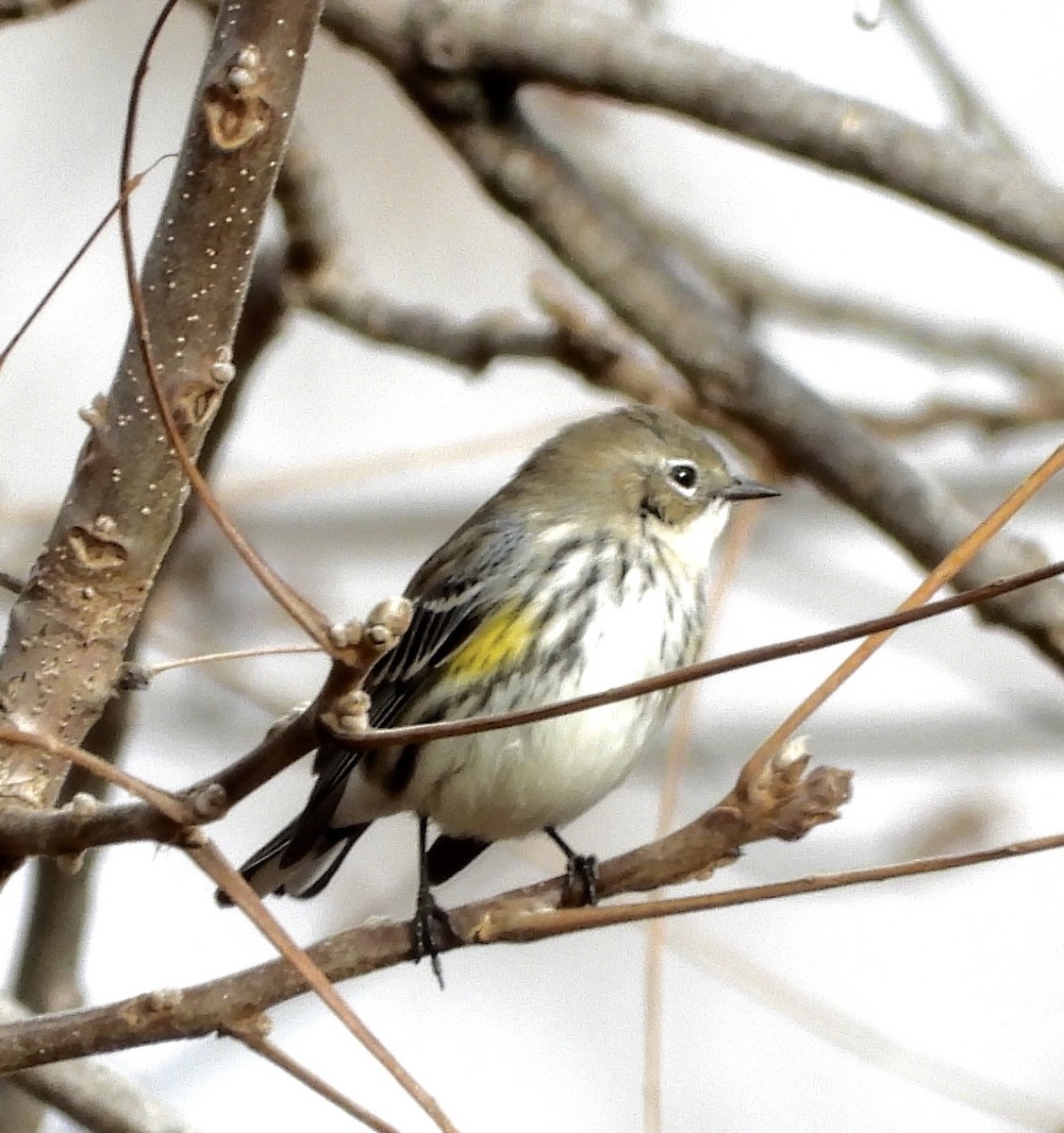 Yellow-rumped Warbler - ML645675814