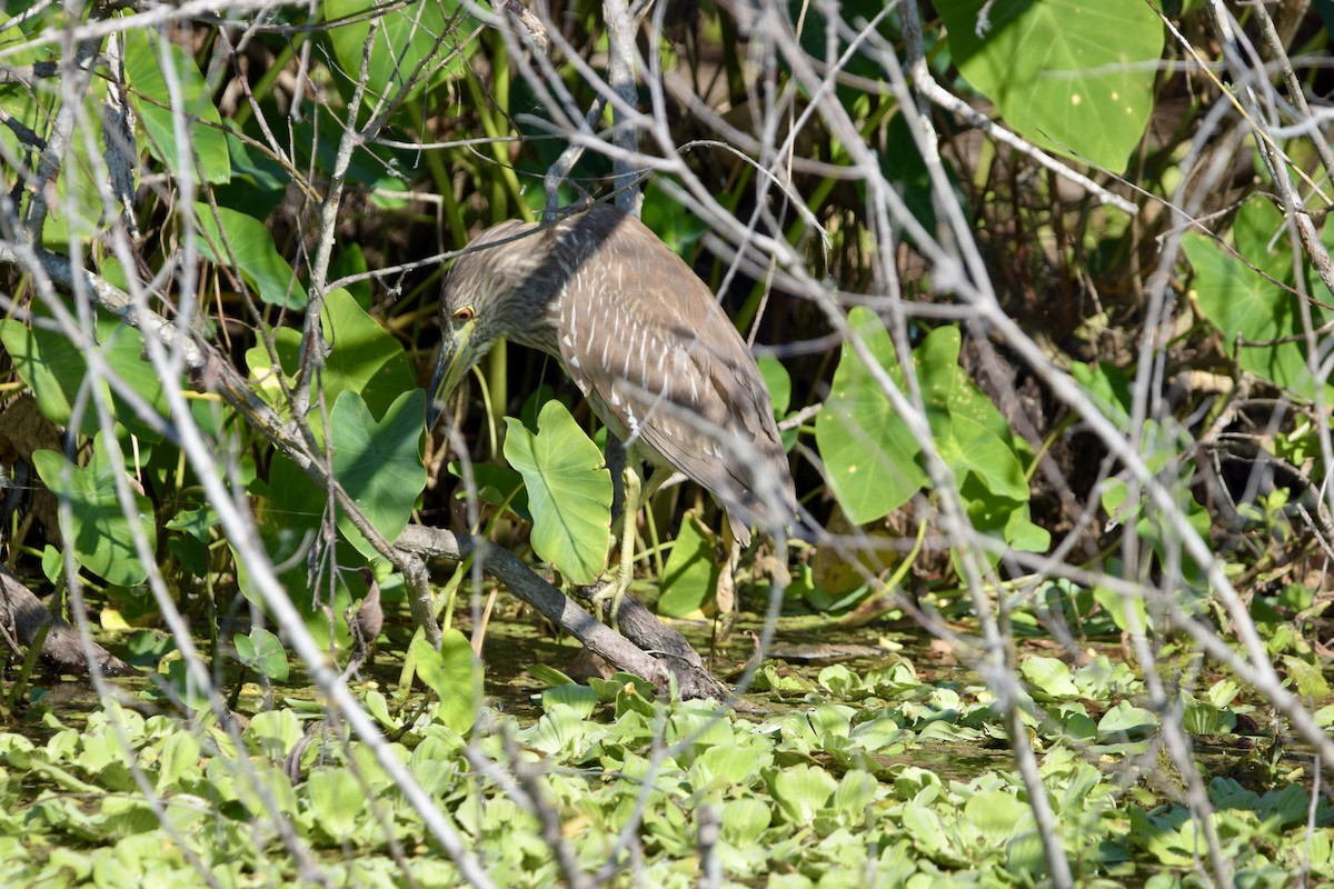 Black-crowned Night Heron - ML645675816