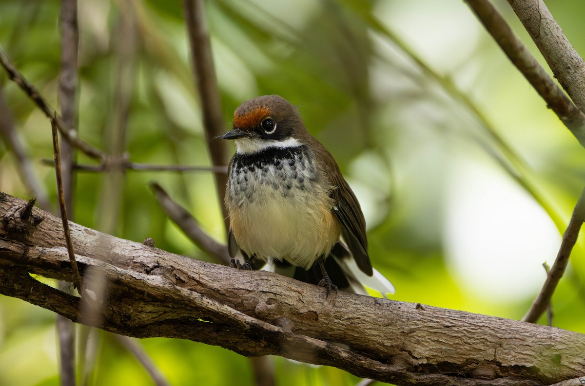 Arafura Fantail - ML645675818