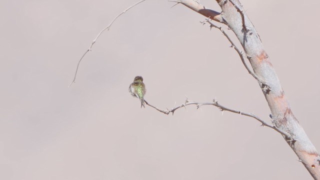 Chilean Woodstar - ML645675819