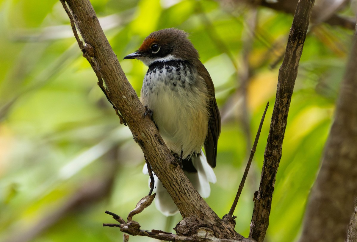 Arafura Fantail - ML645675820