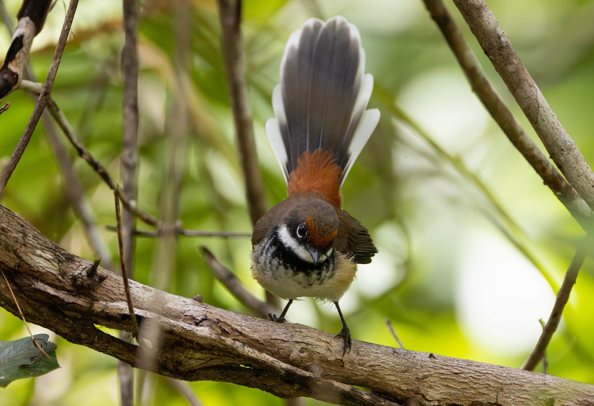 Arafura Fantail - ML645675821