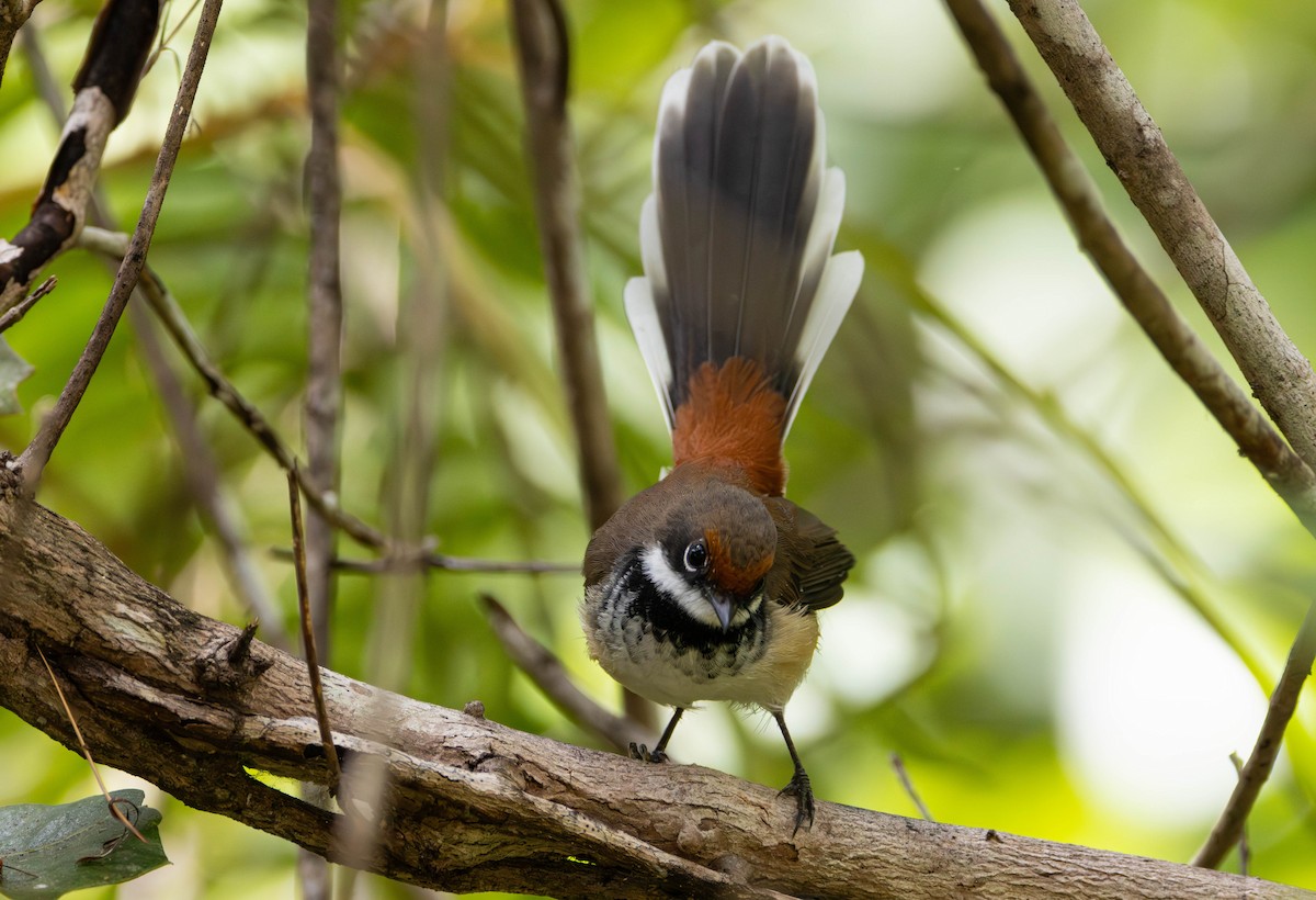 Arafura Fantail - ML645675822