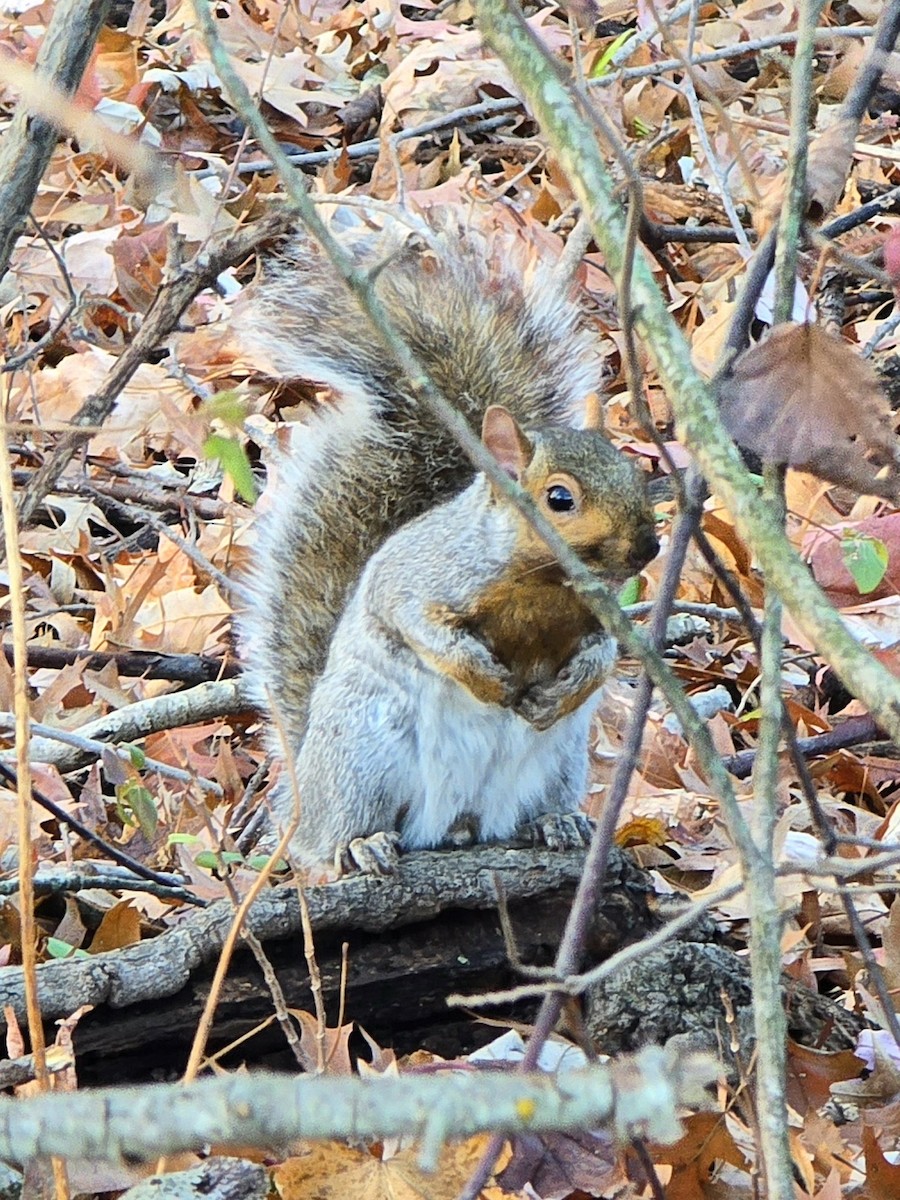Eastern Gray Squirrel - ML645675824