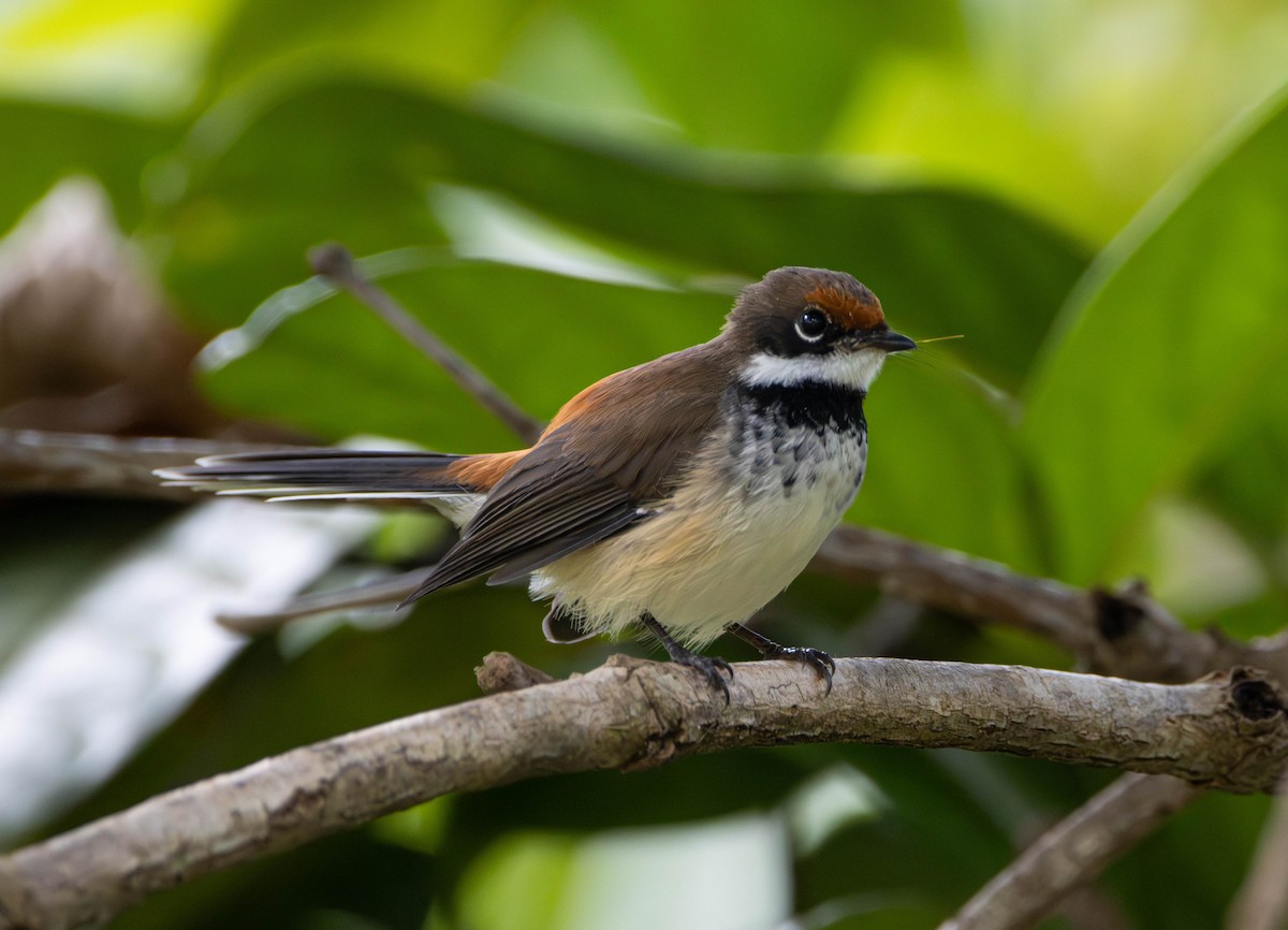 Arafura Fantail - ML645675826