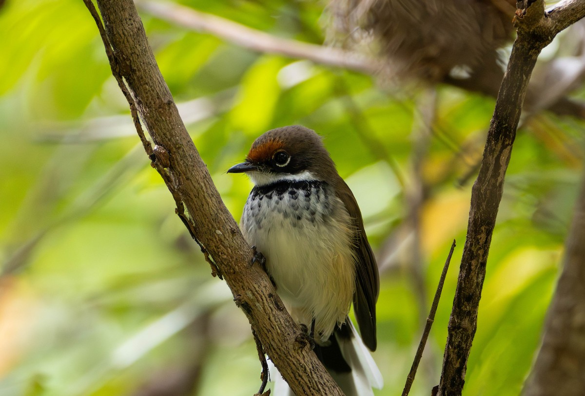 Arafura Fantail - ML645675827