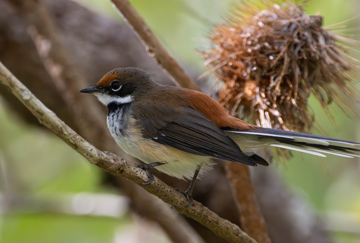 Arafura Fantail - ML645675829