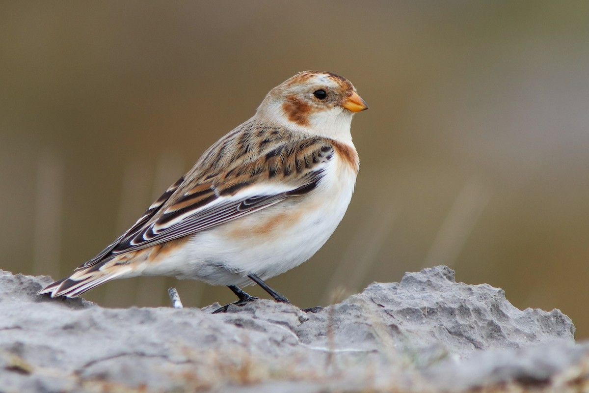 Elur-berdantza - ML645675833