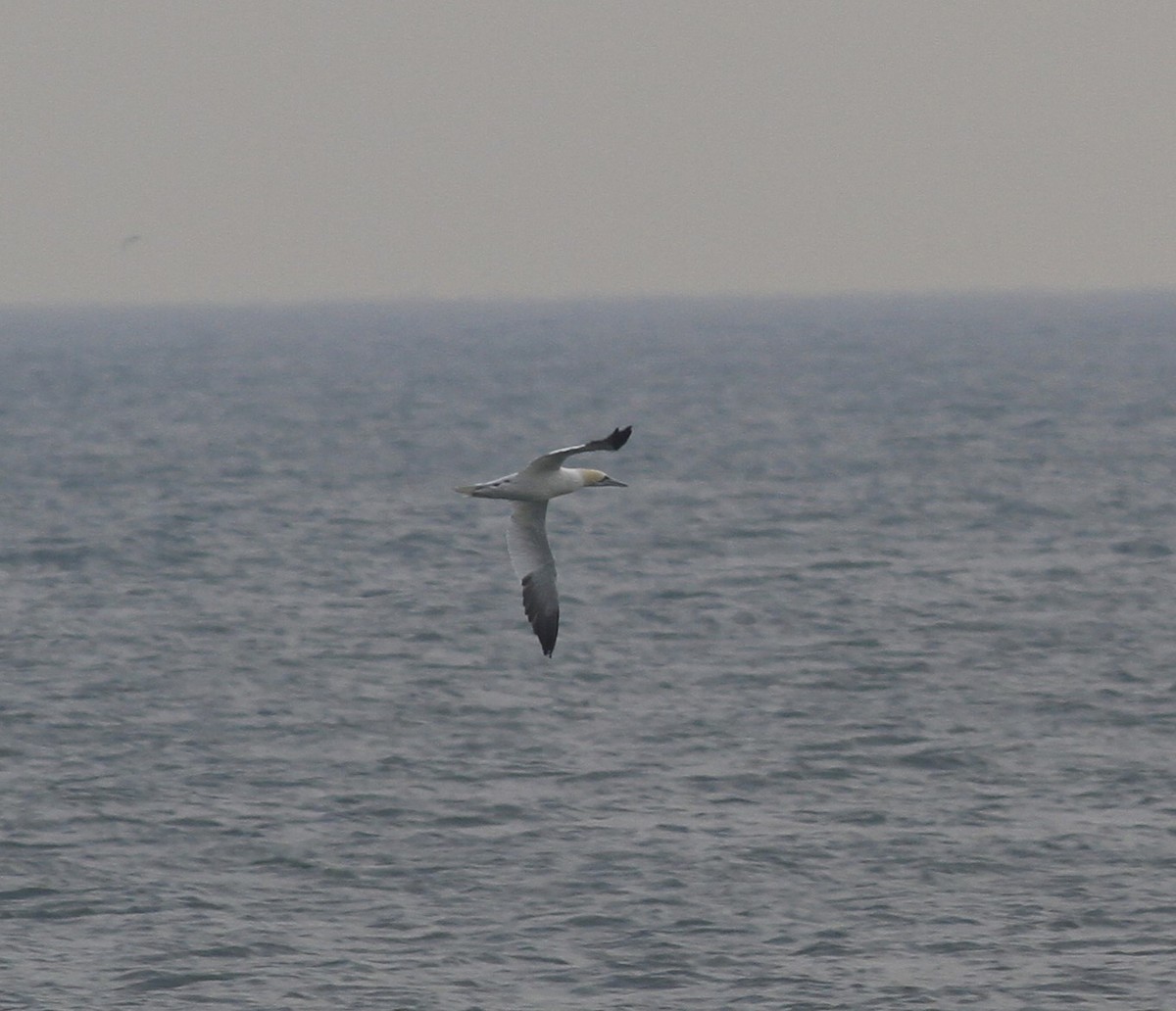 Northern Gannet - ML645675834