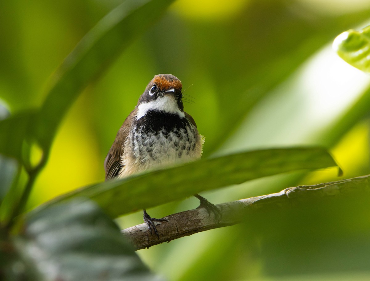 Arafura Fantail - ML645675836