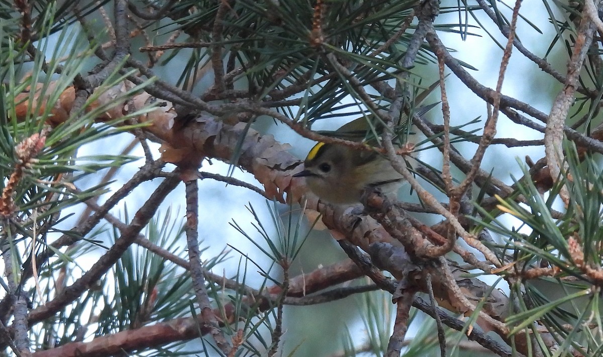 キクイタダキ - ML645675837