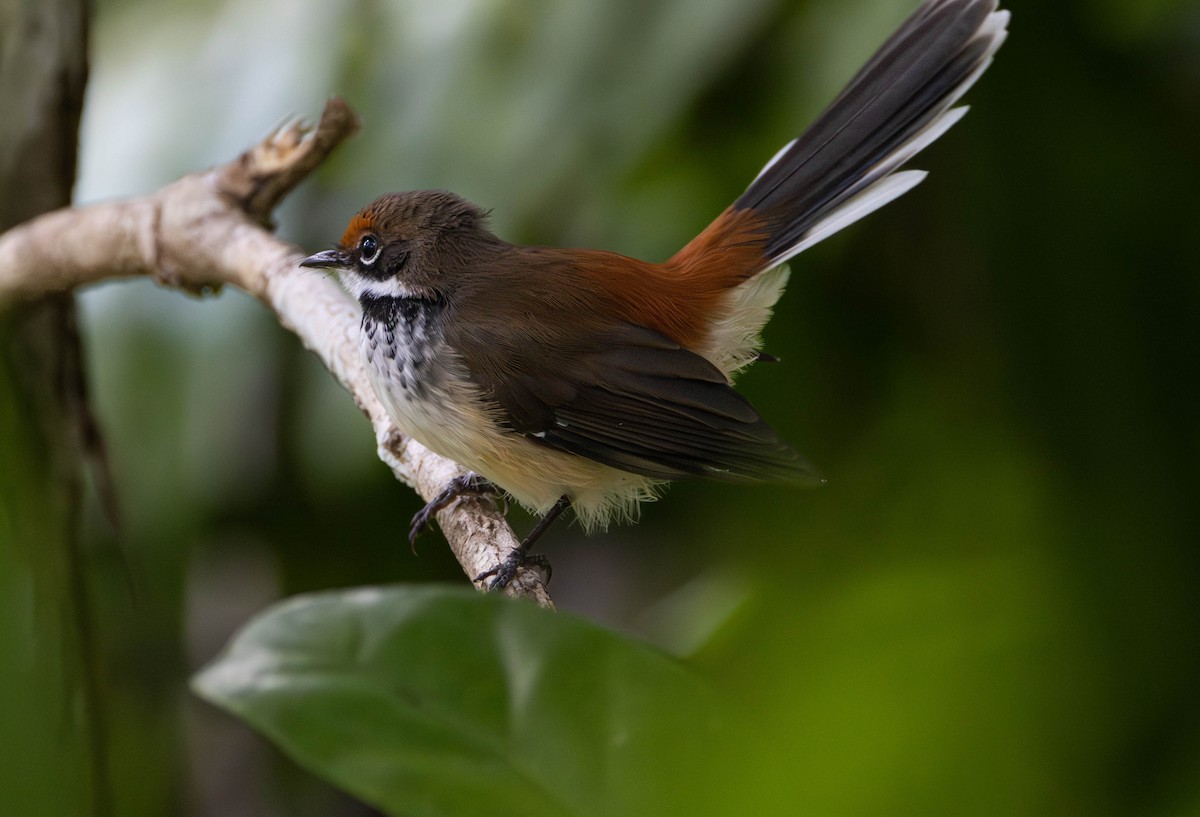 Arafura Fantail - ML645675840