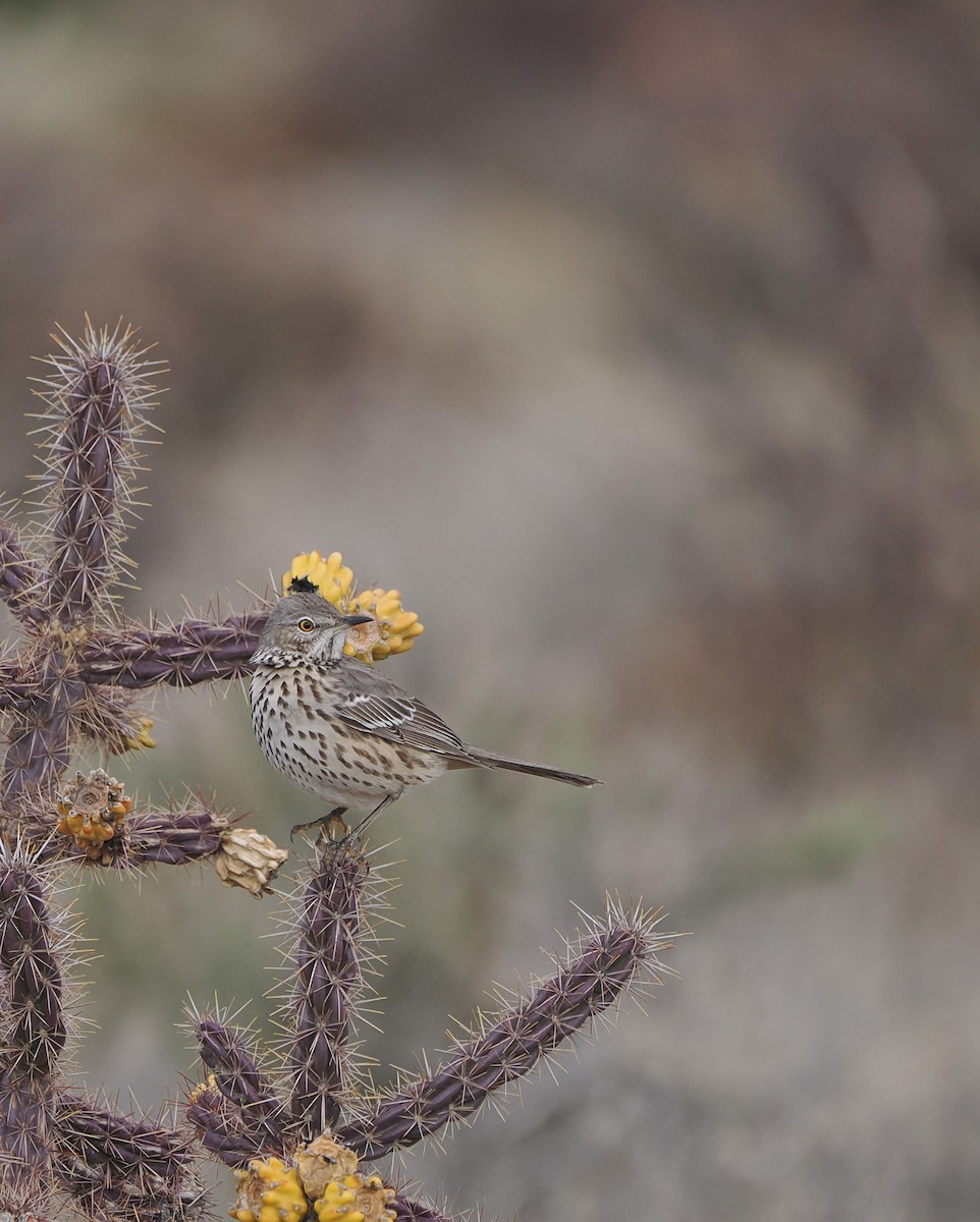 Sage Thrasher - ML645675855