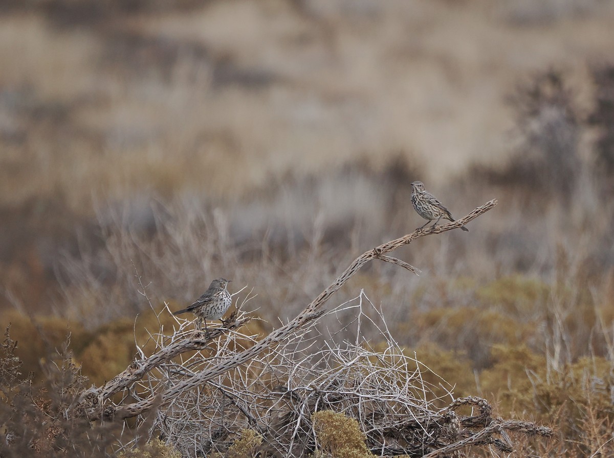 Sage Thrasher - ML645675856