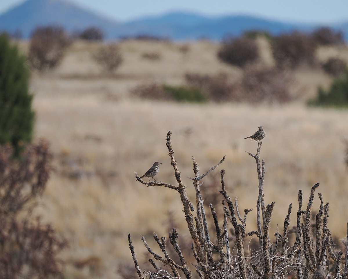 Sage Thrasher - ML645675858
