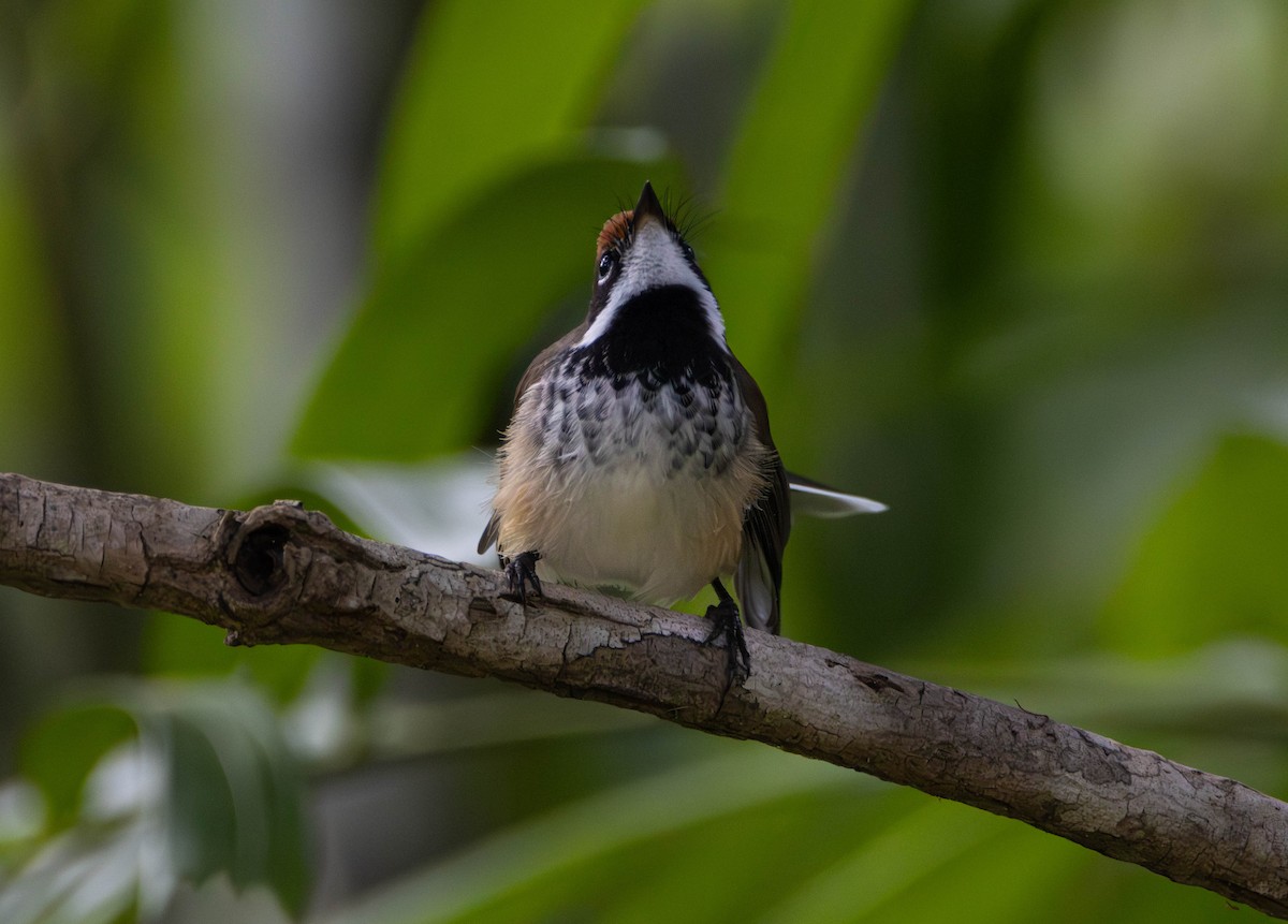 Arafura Fantail - ML645675860