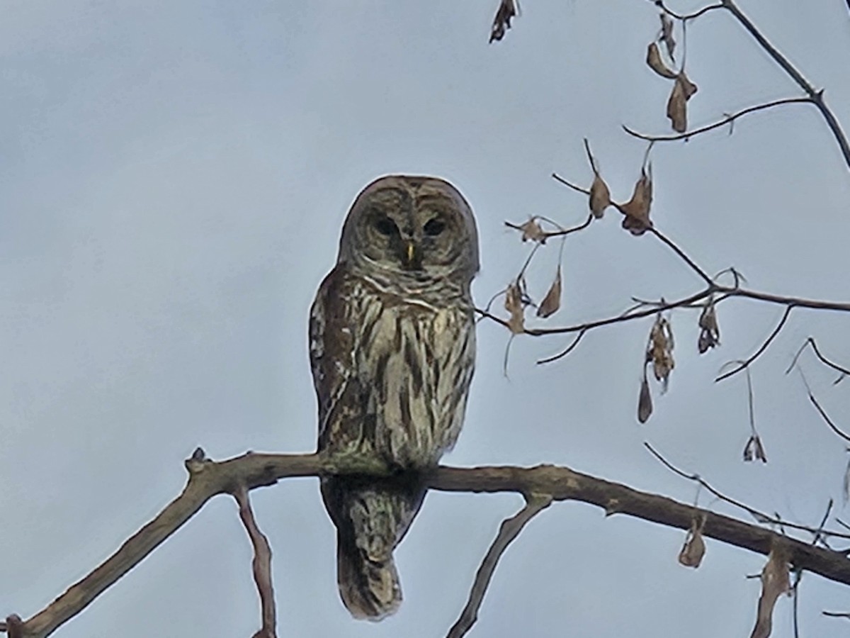 Barred Owl - ML645675864