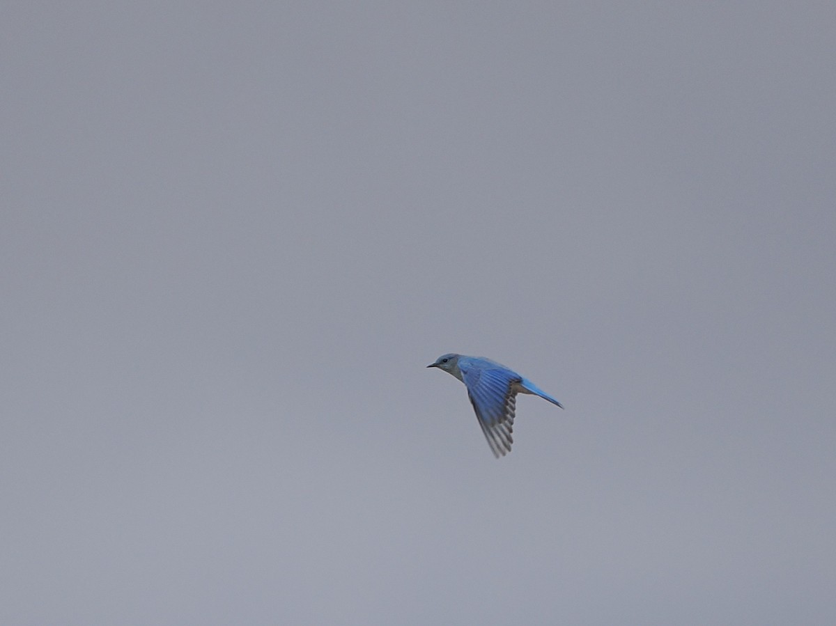Mountain Bluebird - ML645675869