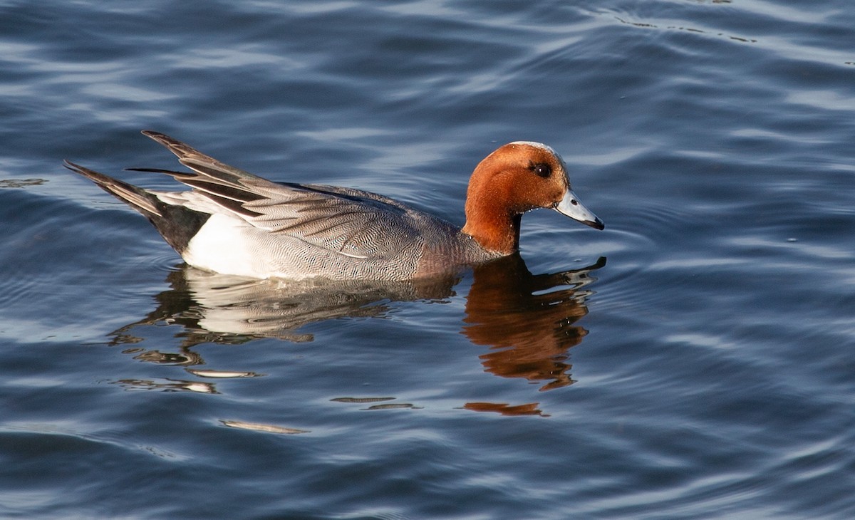 Eurasian Wigeon - ML645675870