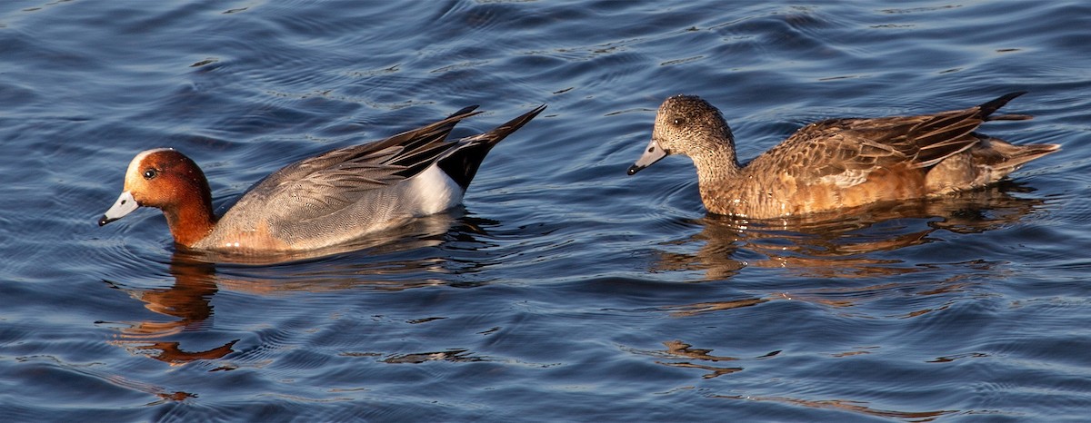 Eurasian Wigeon - ML645675873