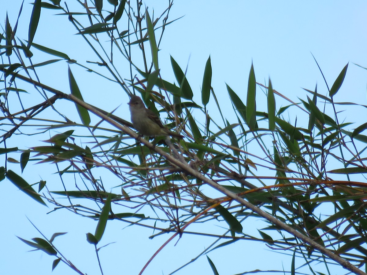 Southern Beardless-Tyrannulet - ML645675878