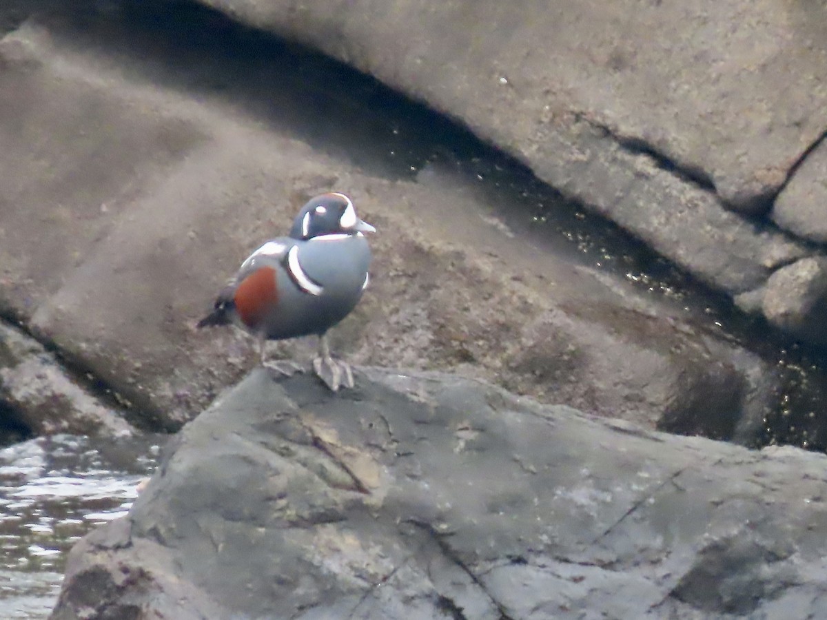 Harlequin Duck - ML645675879