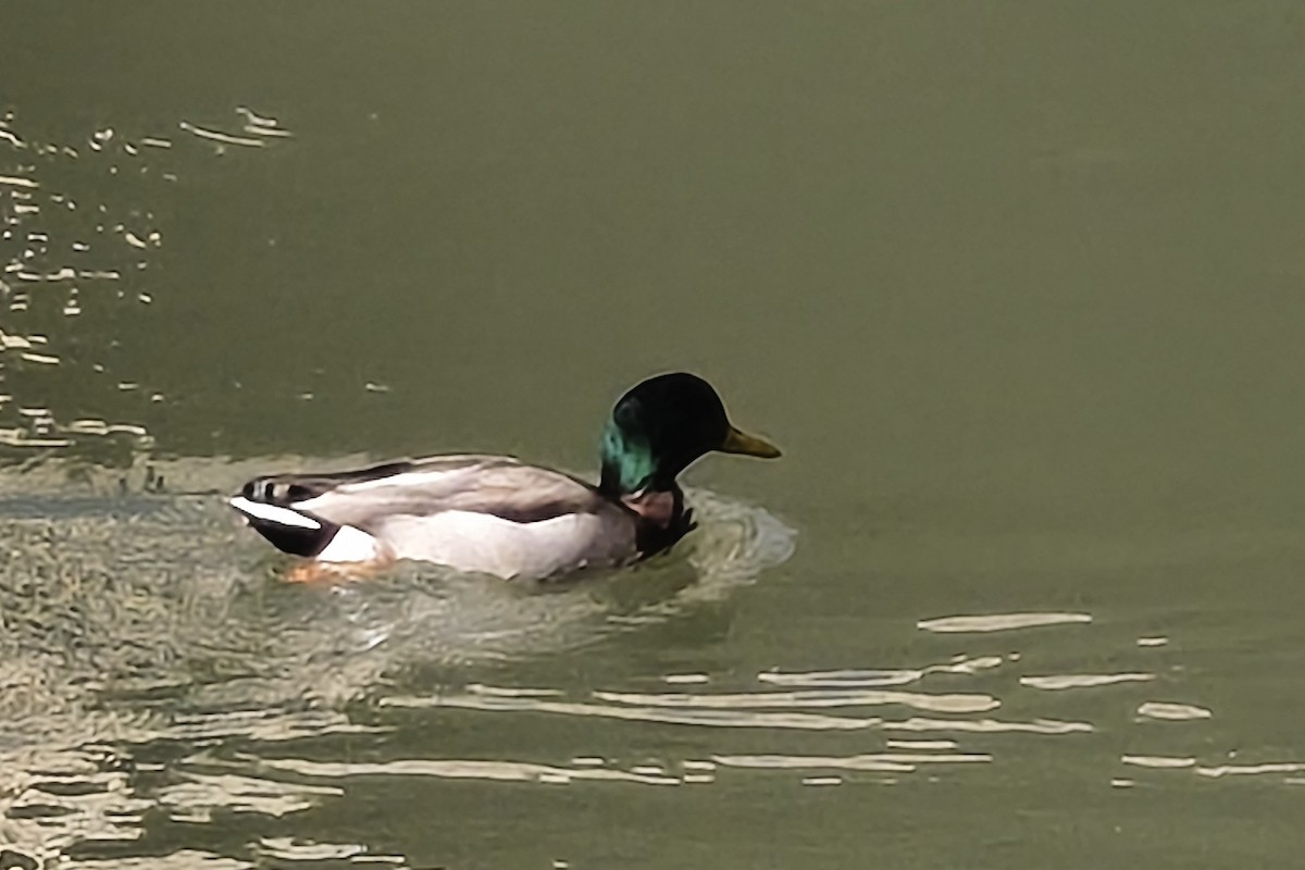 Mallard - ML645675881