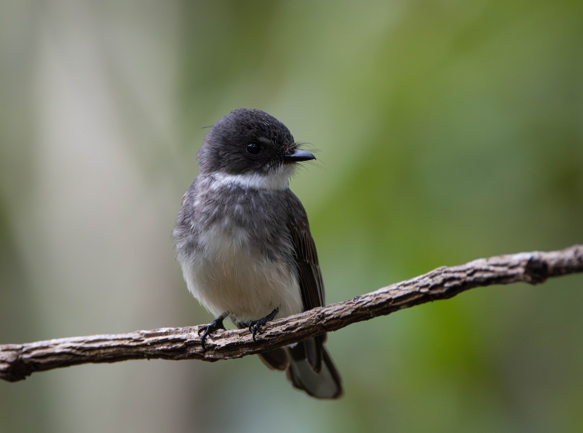 Northern Fantail - ML645675882