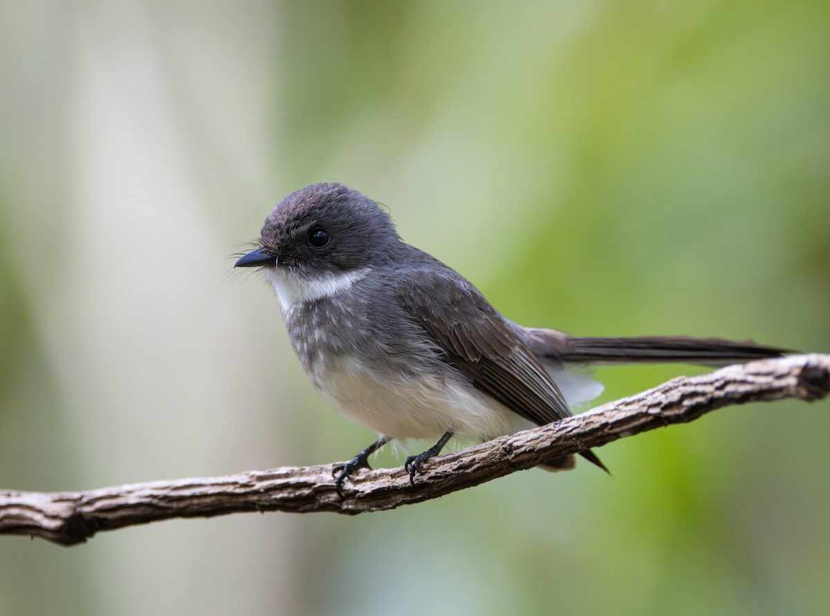 Northern Fantail - ML645675883