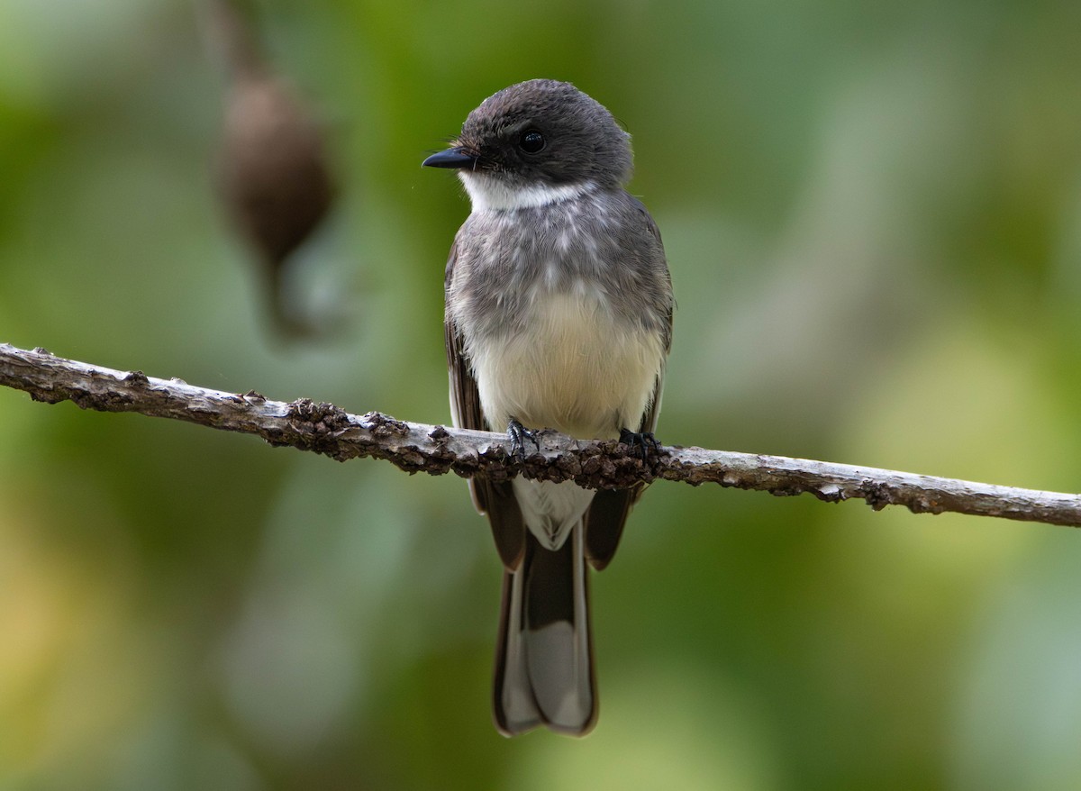 Northern Fantail - ML645675884